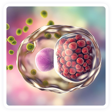 Nấm Chlamydia